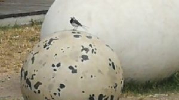 Små fugle kan også lægge store æg